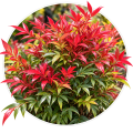Нандіна домашня/Nandina domestica 0